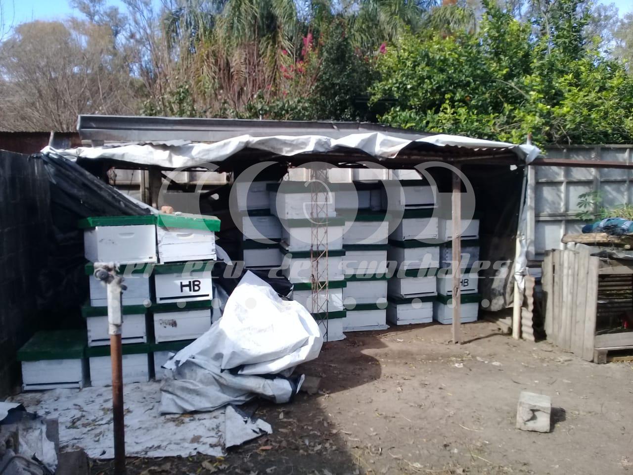 Robo colmena colonia bicha 1