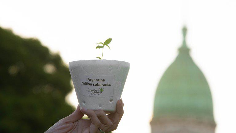 cannabis medicinal 3