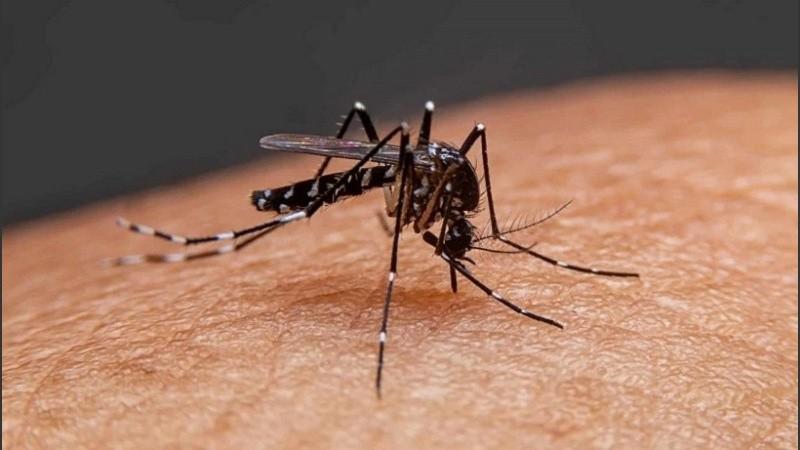 Mosquito