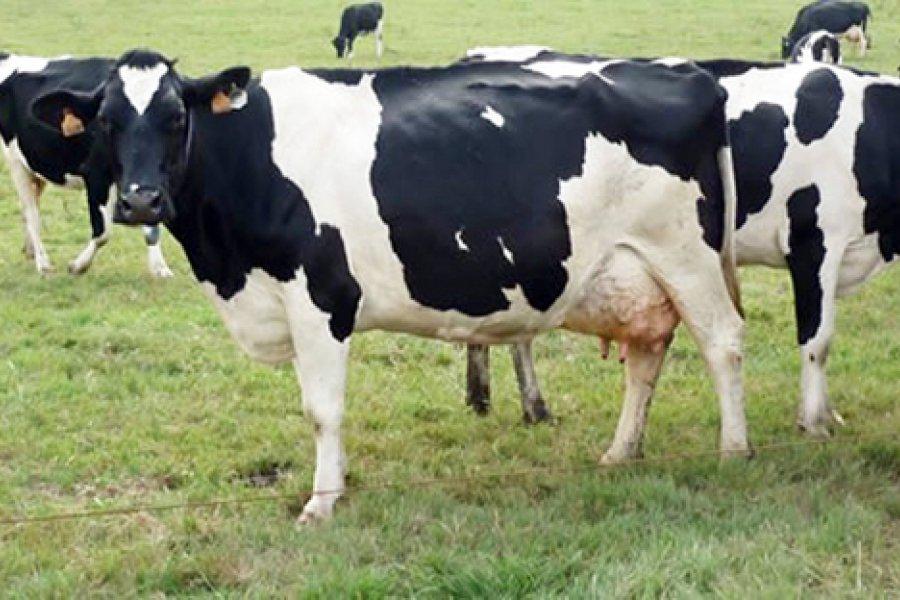 Vacas