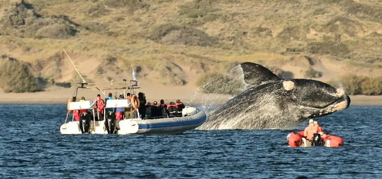 temporada_ballena