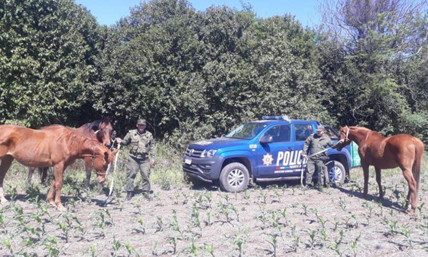 Caballos recuperados 1