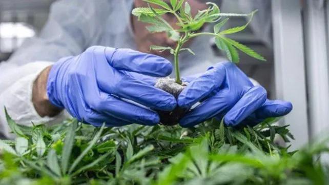 cannabis jpg