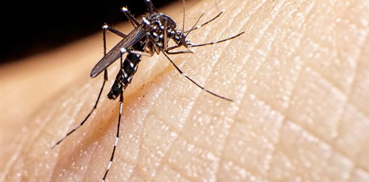 dengue 2