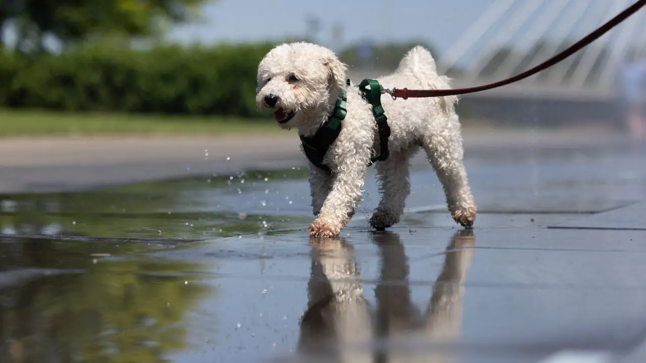 Golpes-de-calor-en-mascotas-2-1