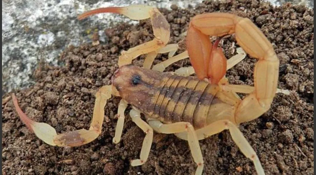 alacranes