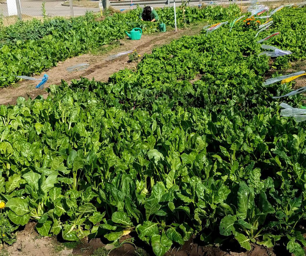 Huerta 1