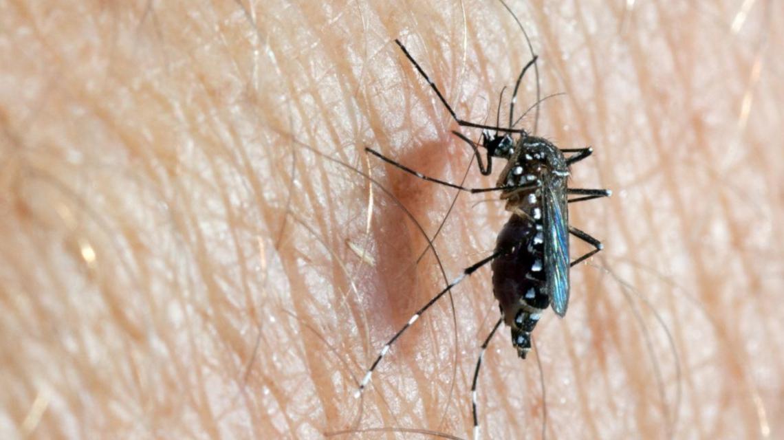 dengue