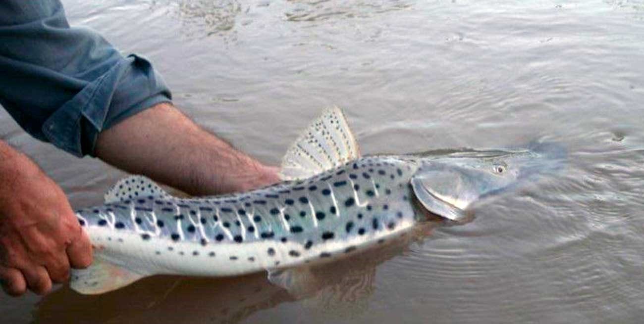 Veda pesca surubi