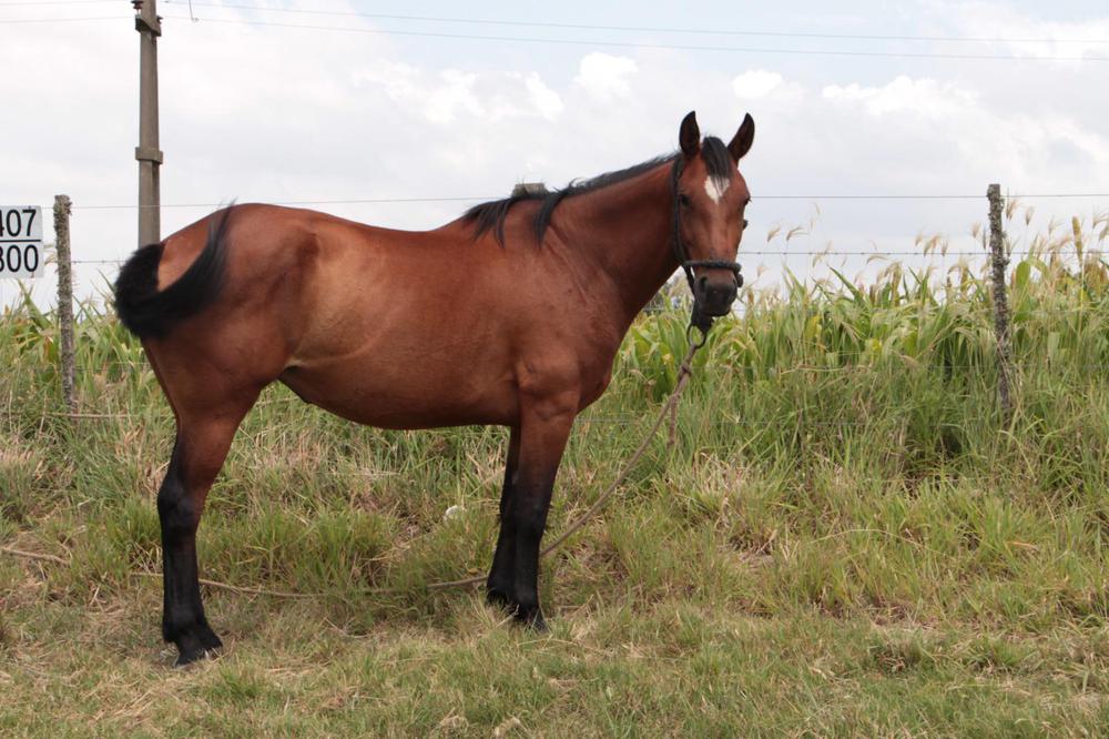 Caballos