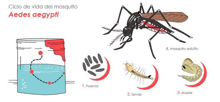 dengue