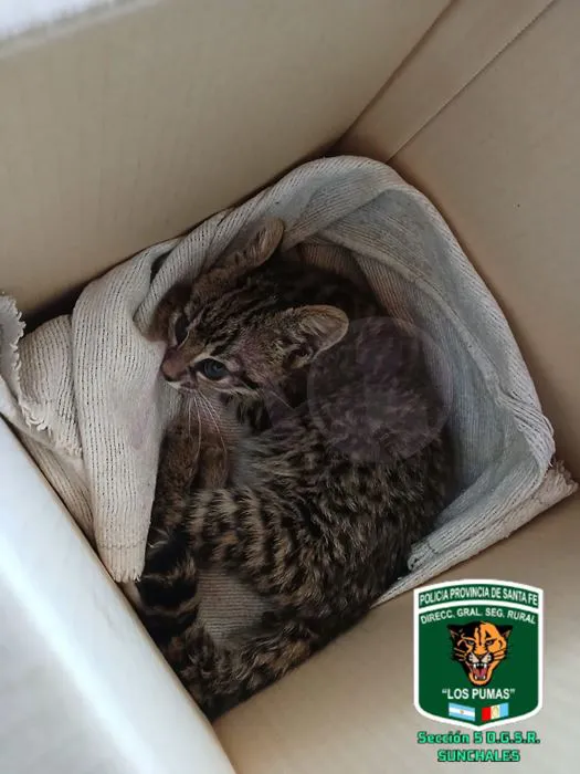 Cachorro Gato Montes