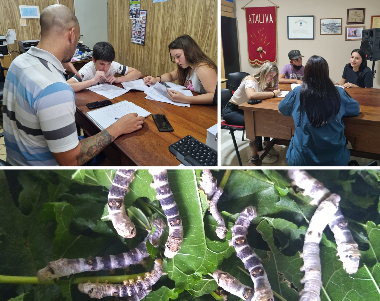 taller seda Ataliva