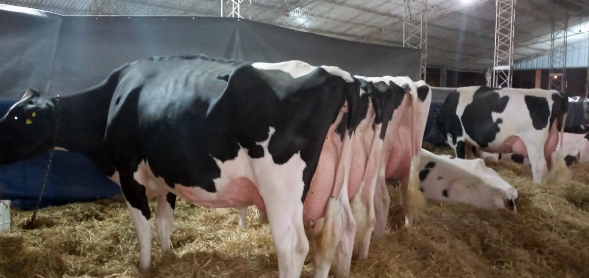Vacas Morteros 1
