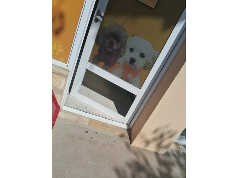 Robo peluqueria canina 1 29-9-25