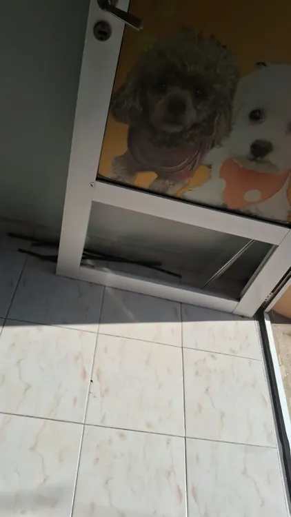 Robo peluqueria canina 2 29-9-25