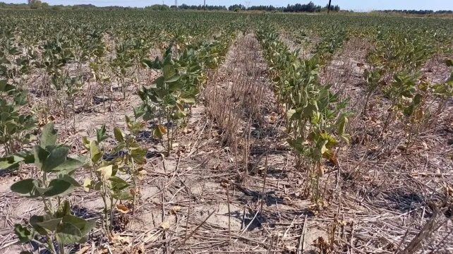 2025-04-23-emergencia-agropecuariajpg