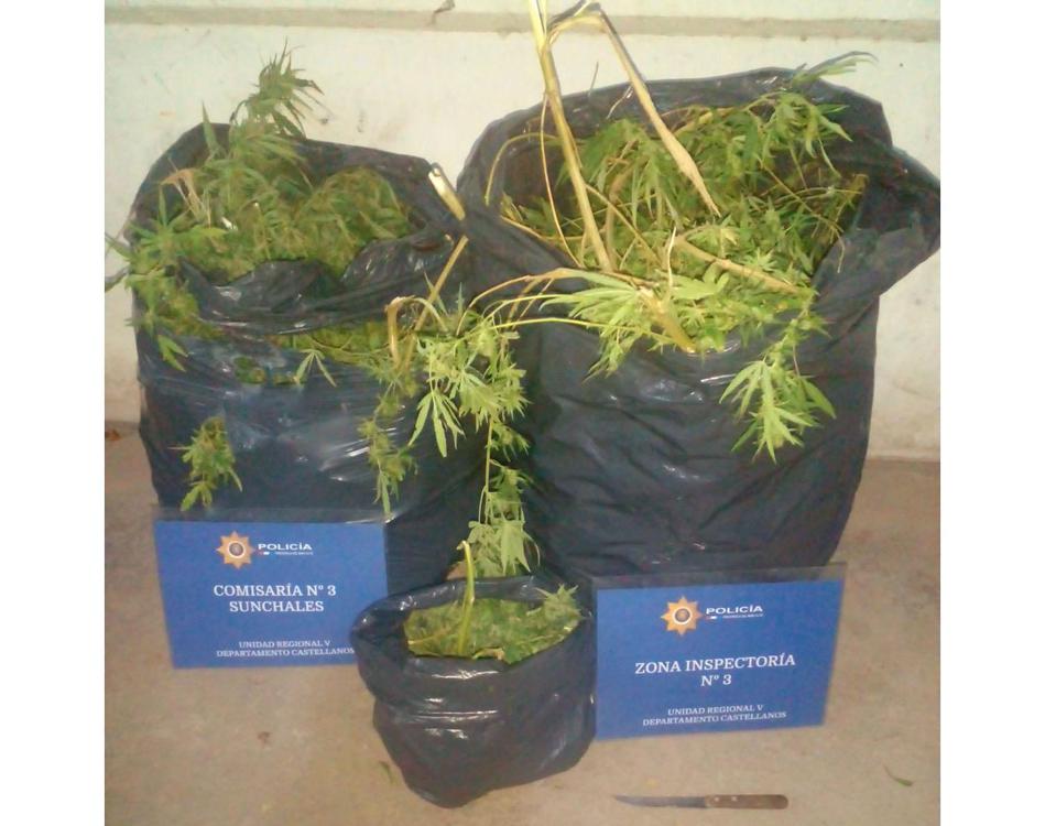 Secuestro plantas 21-4-23