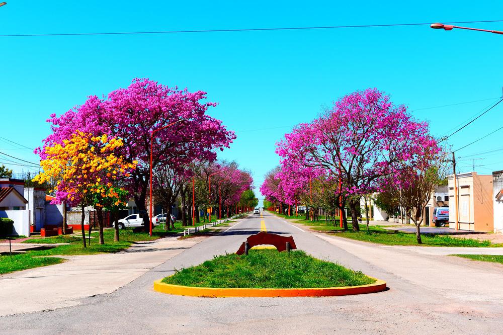centro ataliva