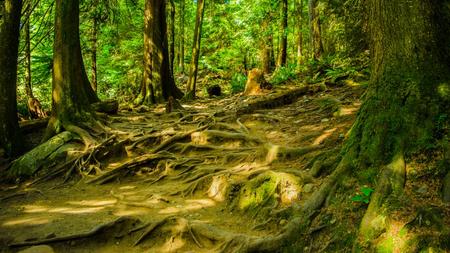 Las-plantas-no-solo-escuchan-el-agua-real-sino-que-la-distinguen-si-intentan-enganarlas_large
