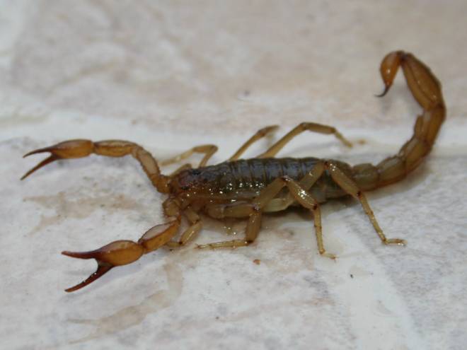 alacranes