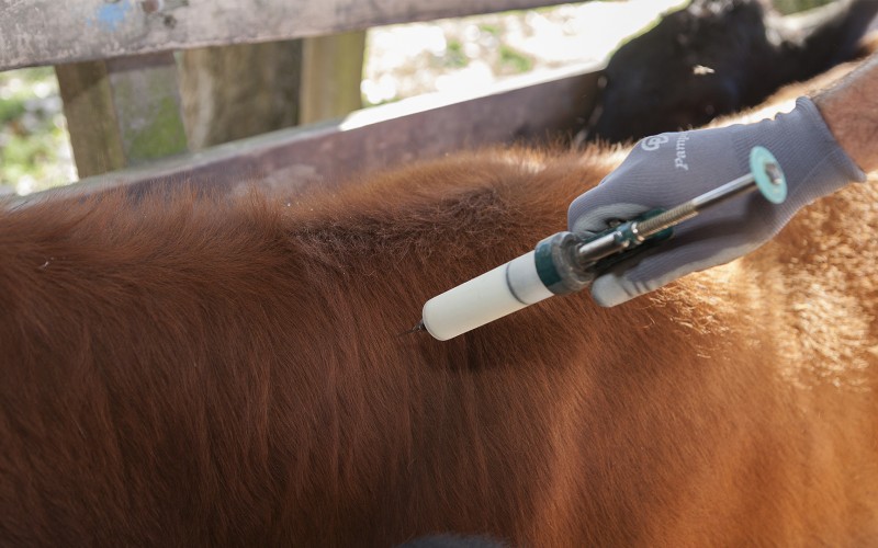 vacunacion antiaftosa