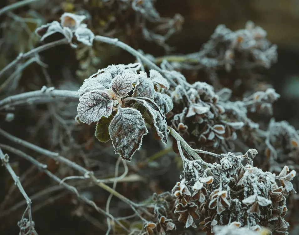 Heladas-negras-ola-polar-argentina-1