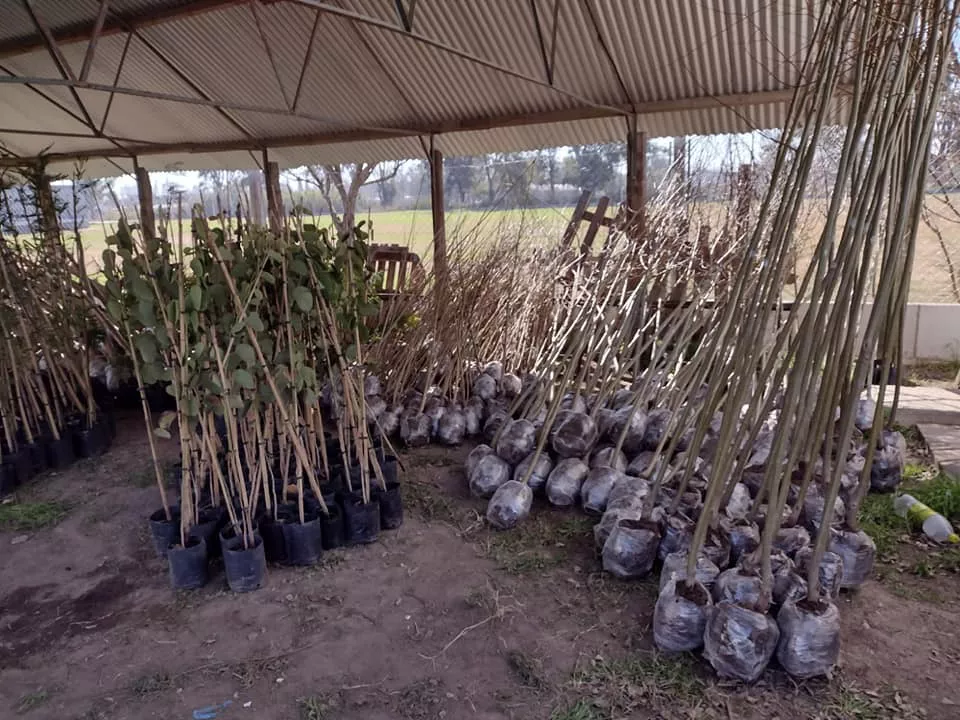 10000 arboles