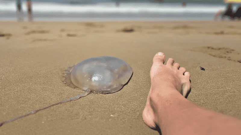 Picadura agua viva 1