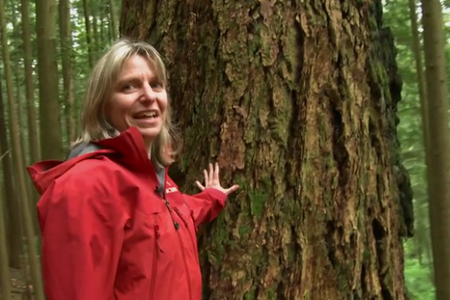 Investigadora canadiense prueba que los árboles se comunican entre ellos