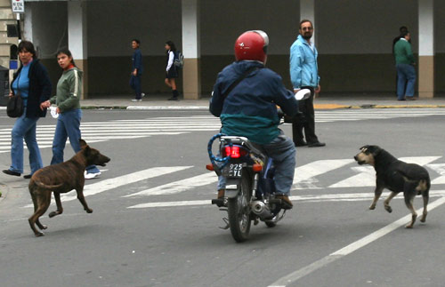 perros via publica