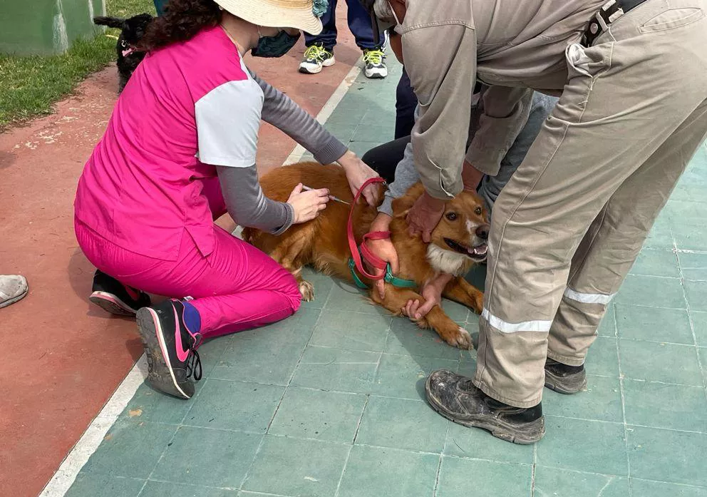 Vacunacion antirrabica 1