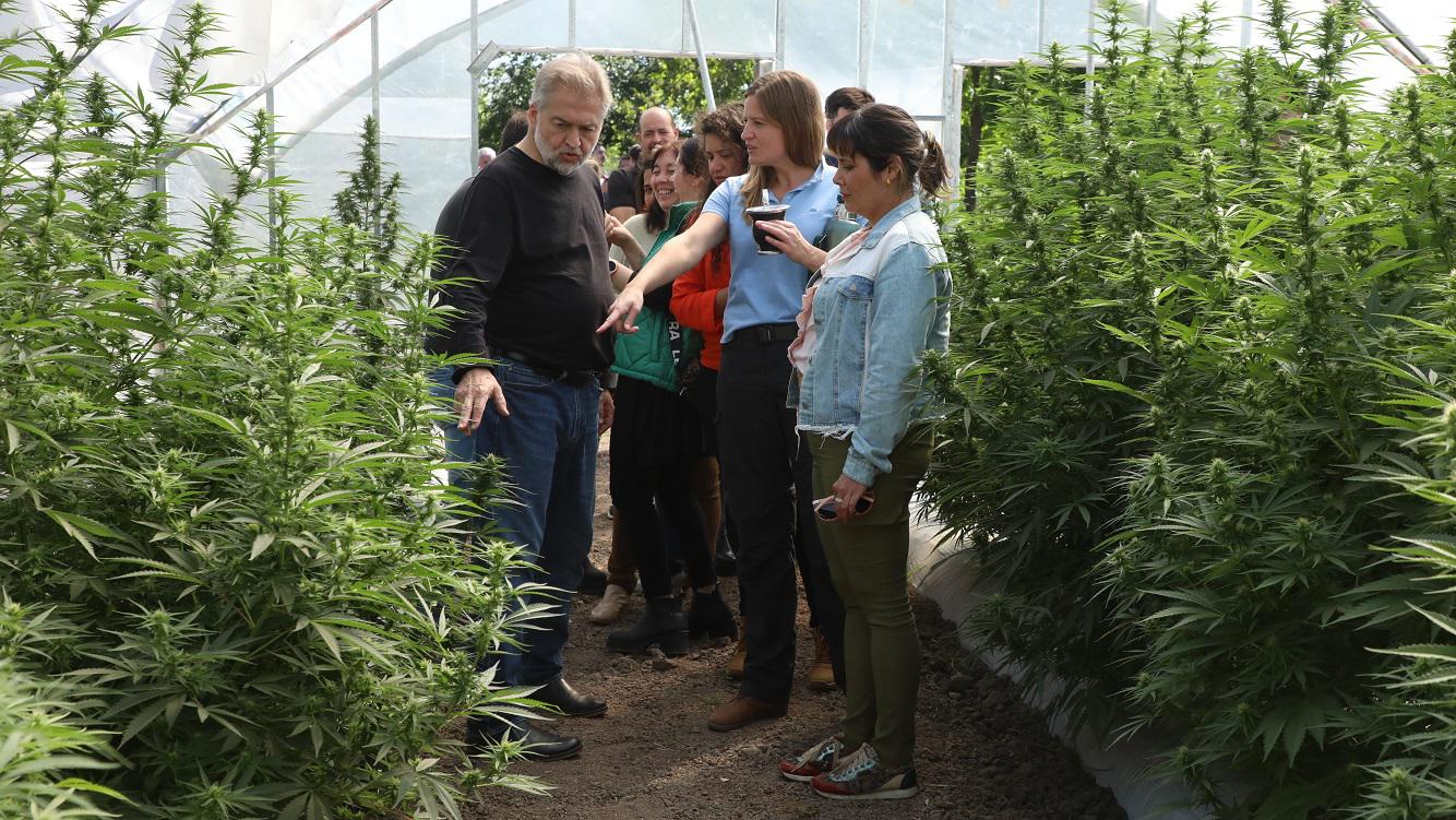 Cannabis Medicinal 1