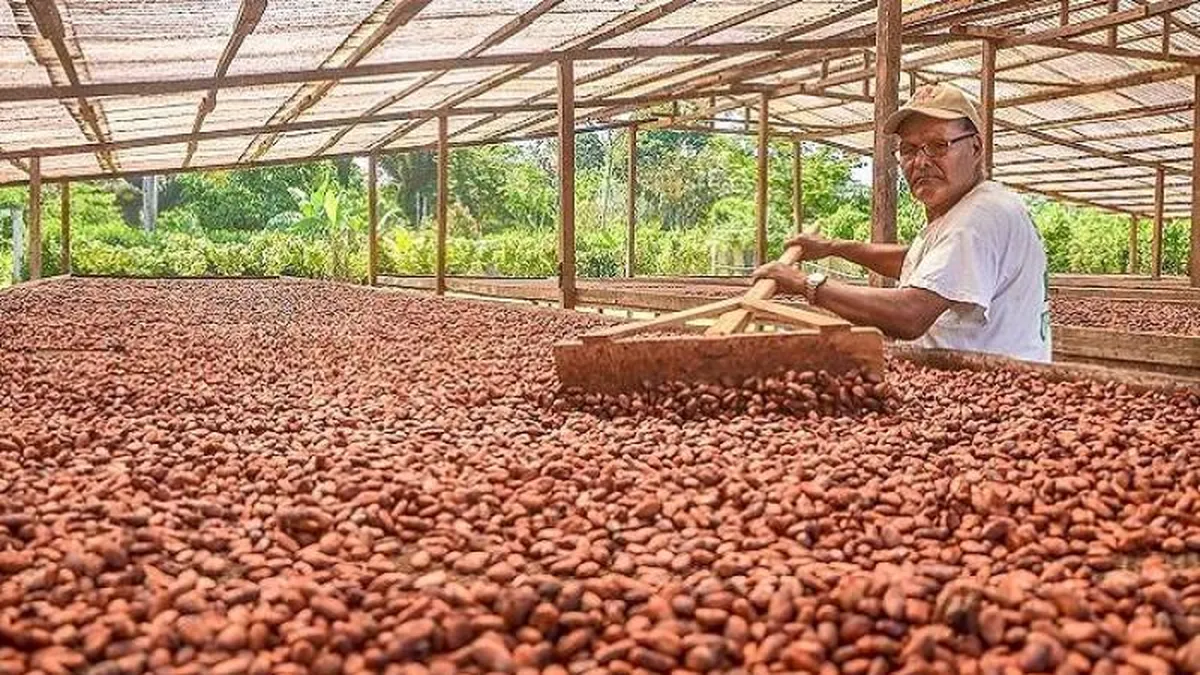 Agricultores de cacao 2
