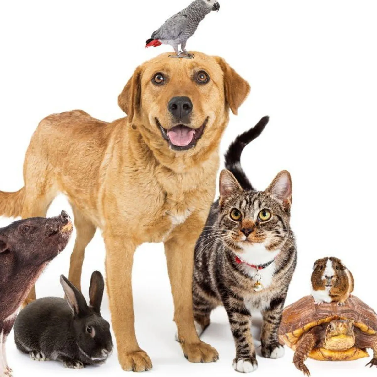 Dia del Animal 2