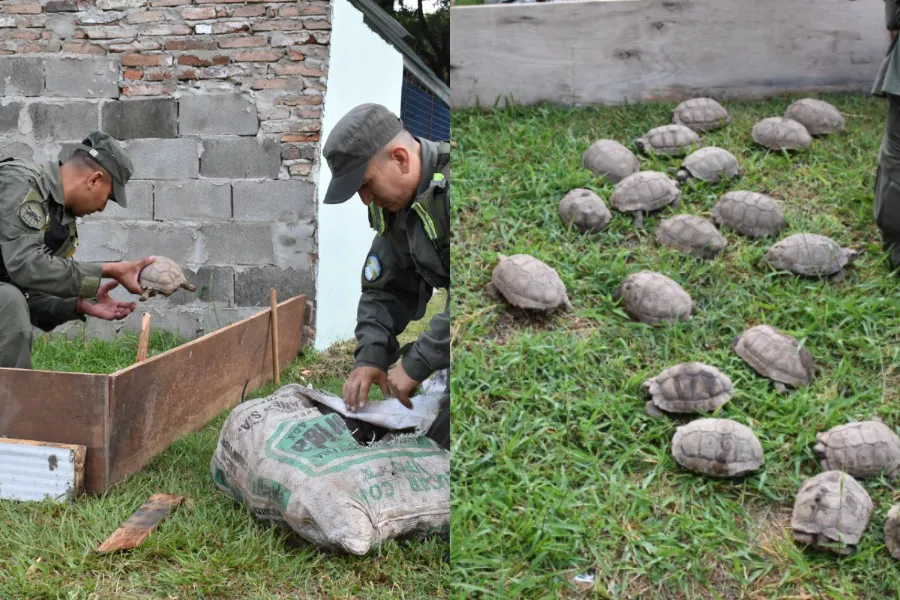 Procedimiento animales silvestres 1 12-2-26