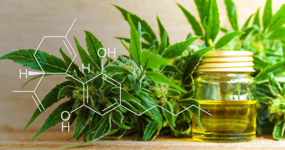 Cannabidiol-and-cbd-oil-scaled