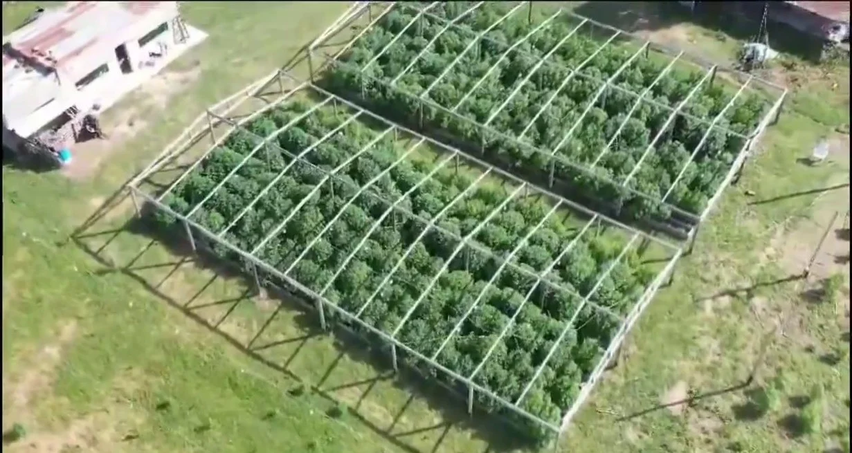 Vivero narco en Santa Fe 3
