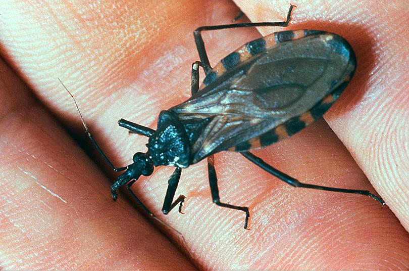 mal de chagas animal mal de chagas animal